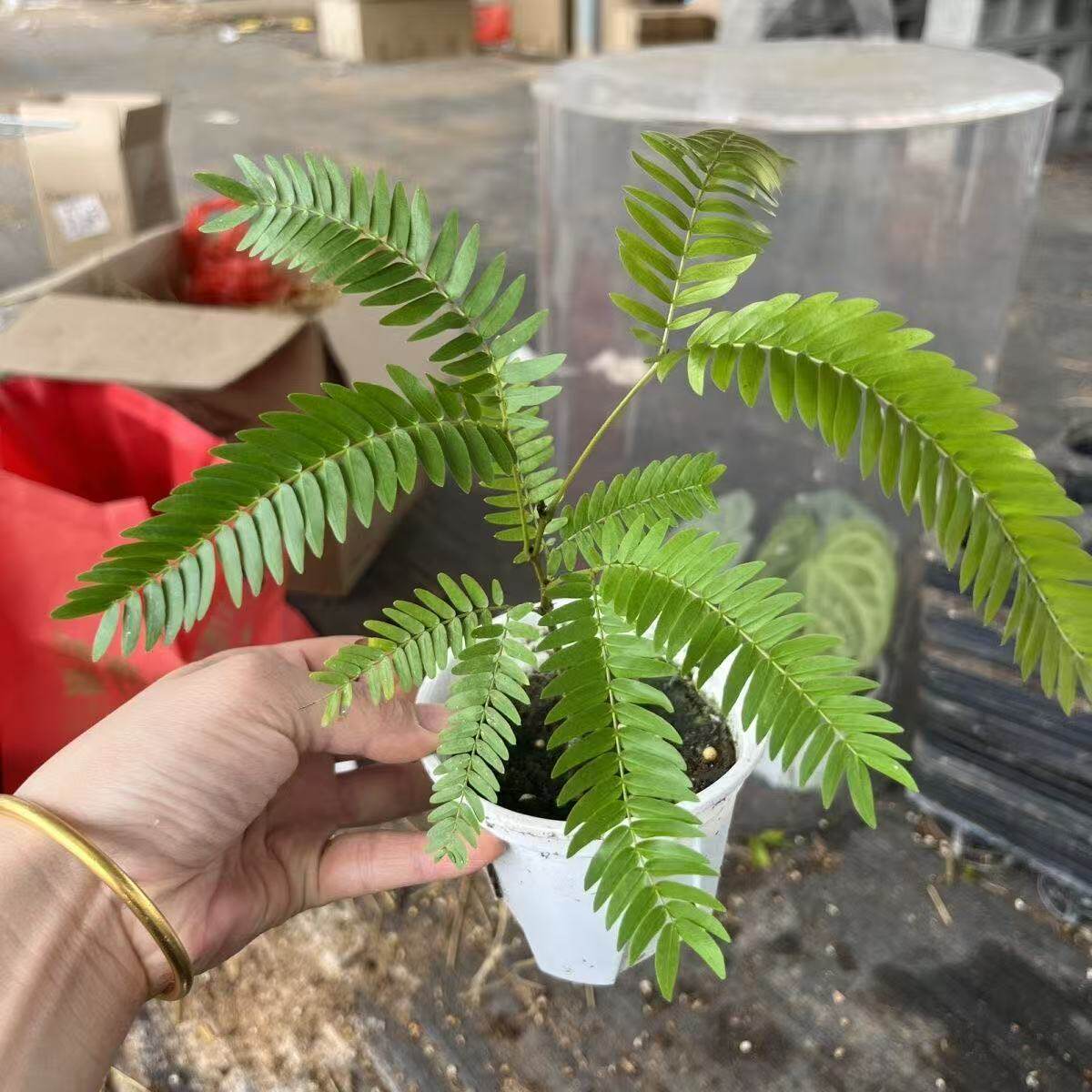 密叶猴耳环网红植物日版密猴花卉