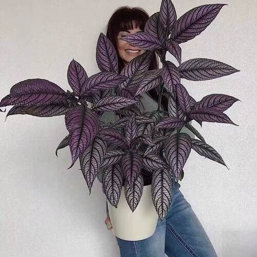 波斯红草红贝马蓝梦幻紫色叶观叶