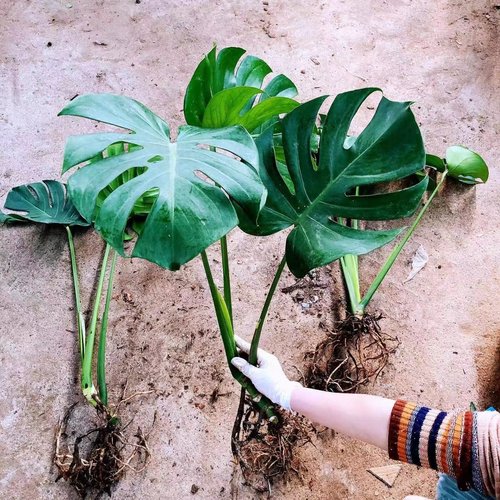 龟背竹室内客厅净化空气吸甲醛