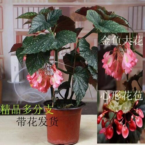 竹节海棠草本花卉阳台四季美观