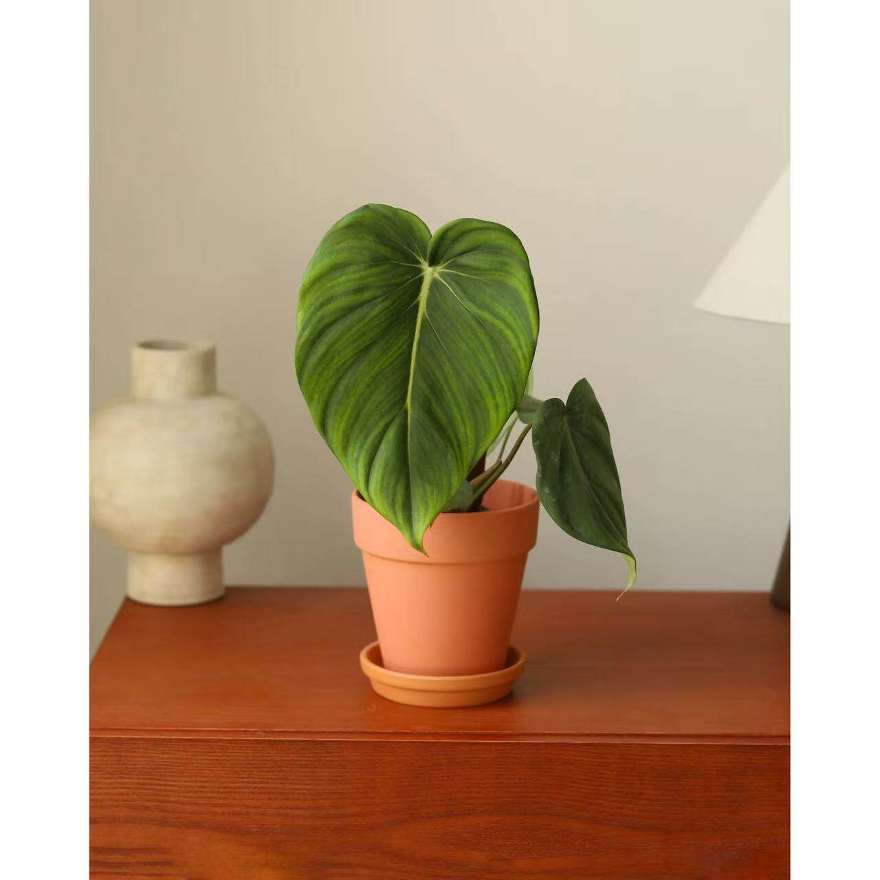 麦克道尔蔓绿绒观叶明脉荣耀耐活