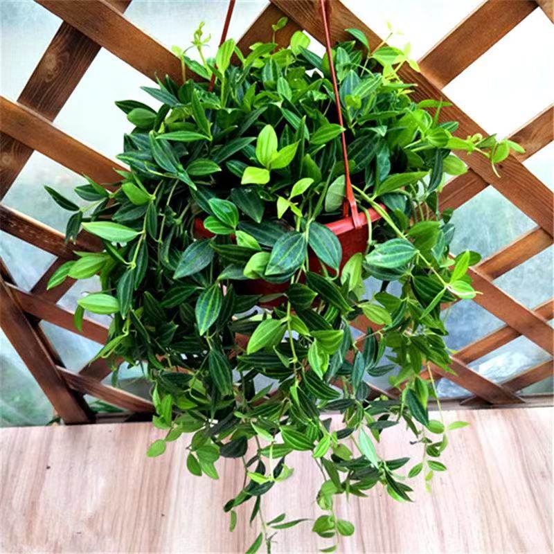 钻石翡翠吊兰防辐射客厅净化空气