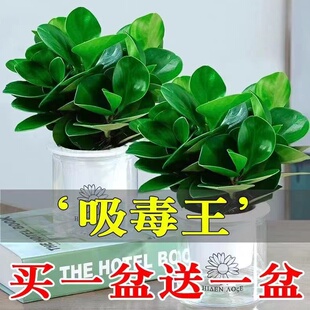【吸毒王】豆瓣绿碧玉盆栽室内绿植花卉水培植物金钻绿公主吸甲醛