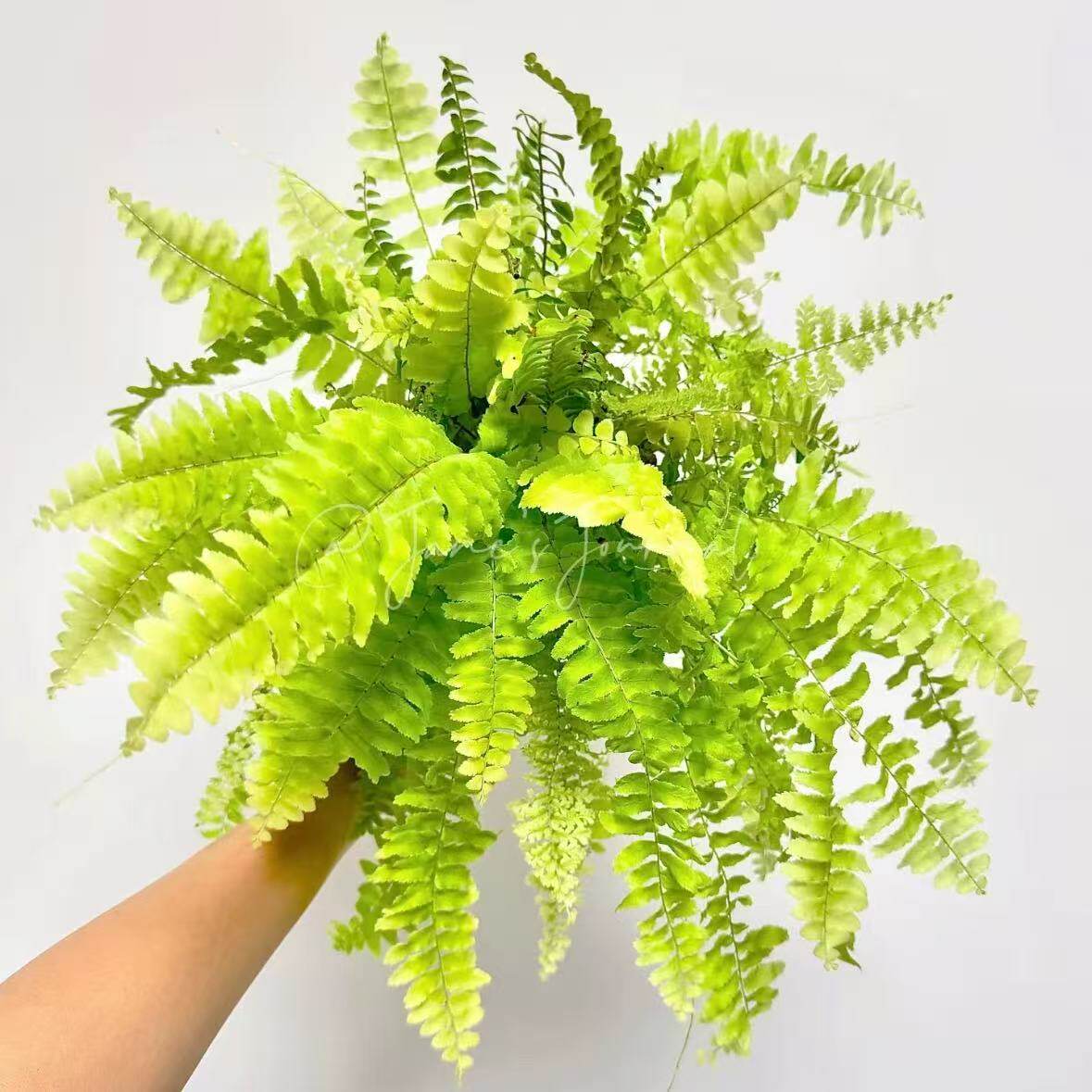 黄金波斯顿蕨霸王蕨植物垂吊植物
