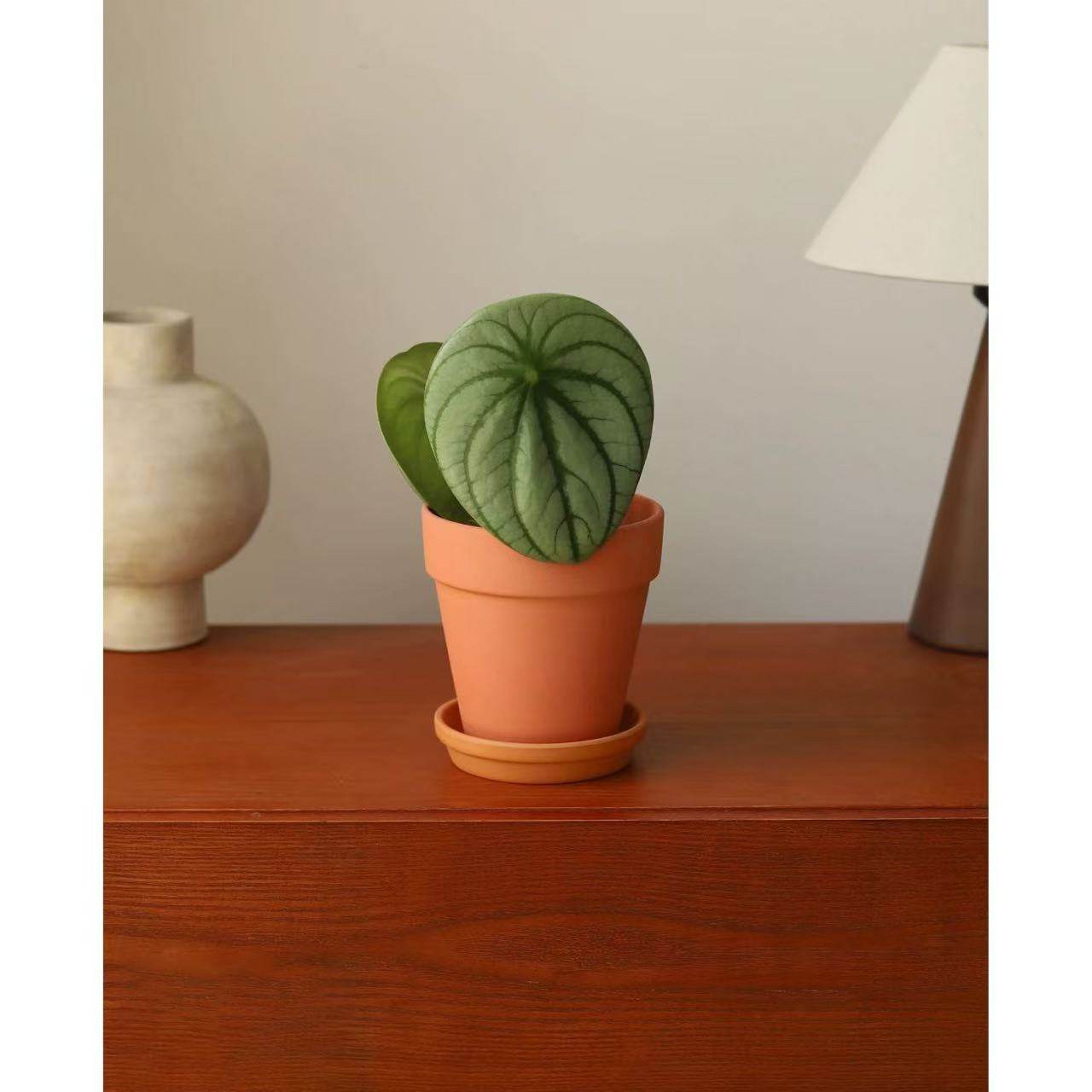 麒麟瓜椒草西瓜皮圆叶趣味植物