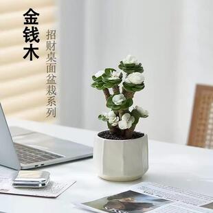 招财金钱木盆栽室内四季好养多肉植物老桩室内绿植办公室桌面花卉