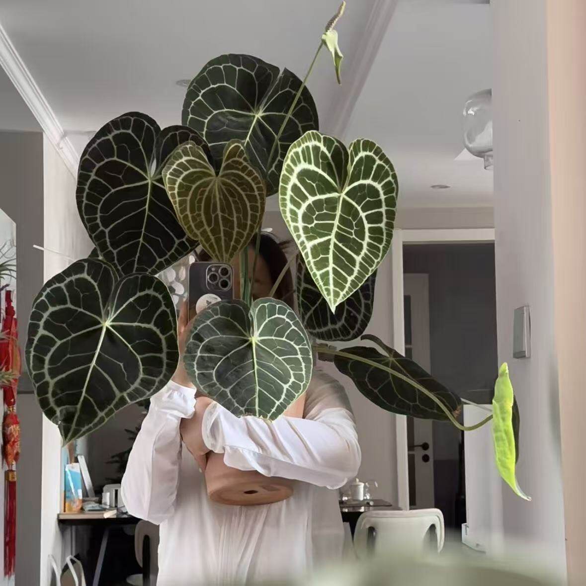 克莱恩花烛水晶花烛入门热植