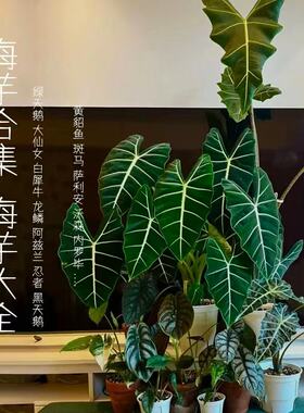 海芋大全天鹅绒天南星科绿天鹅忍者海芋ins室内盆栽进口阳台热植