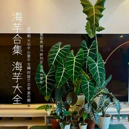 海芋大全天鹅绒天南星科绿天鹅