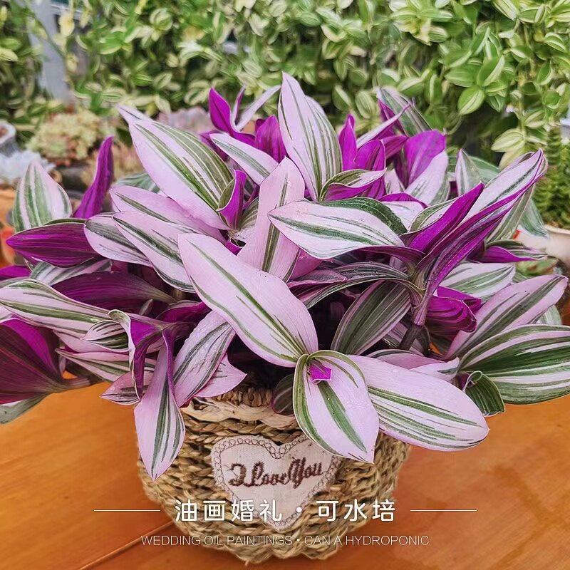 油画吊兰阳台吸甲醛防辐射盆栽