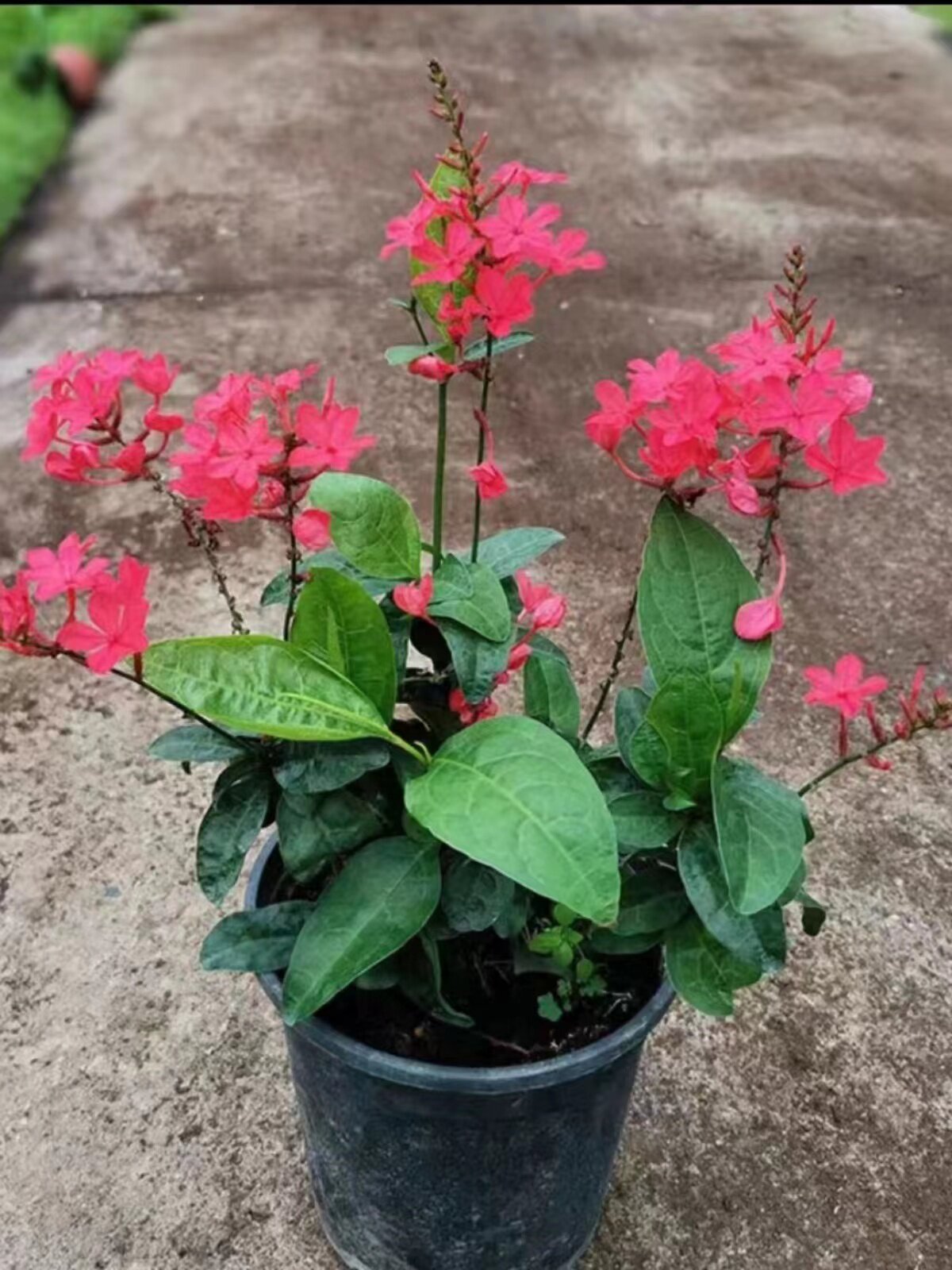 红色红雪花苗耐热长势快多年生室外阳台庭院植物易养蓝雪花白雪花