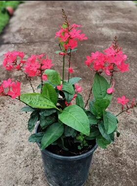 红色红雪花苗耐热长势快多年生室外阳台庭院植物易养蓝雪花白雪花