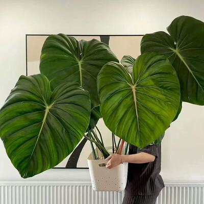 麦克道尔蔓绿绒丝绸感观叶明脉