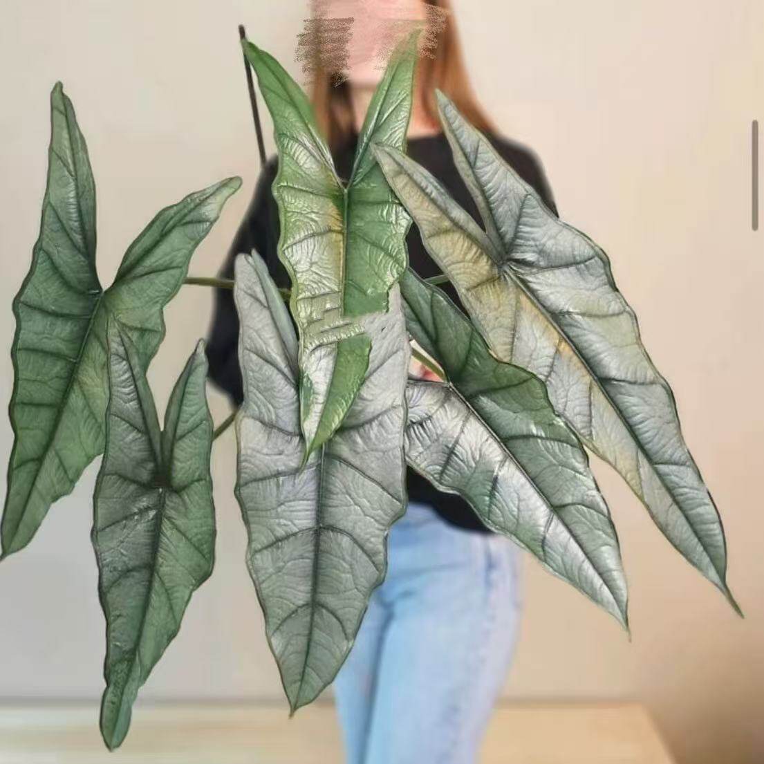 蓝色妖姬静谧海妖海芋稀有观叶