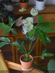 掌叶蔓绿绒印第安羽毛大叶伞室内办公室客厅好养绿植物盆栽北欧风