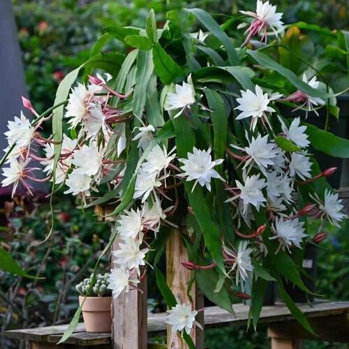 美国小叶昙花盆栽带花苞大苗
