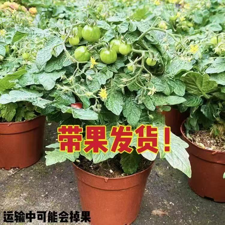 番茄盆栽小番茄带花带果四季