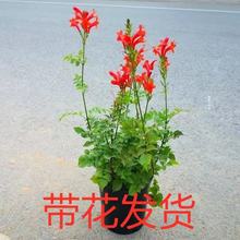 凌霄花苗盆栽爬藤植物攀爬树桩俄罗斯炮仗庭院阳台四季开花卉浓香