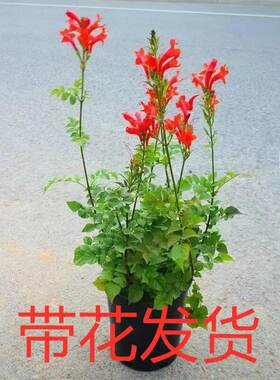 凌霄花苗盆栽爬藤植物阳台