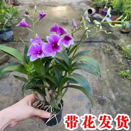石斛兰盆栽带花苞植物室内花