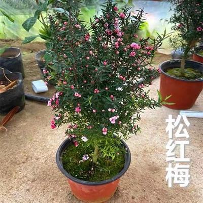 松红梅带花苞庭院绿植四季常青