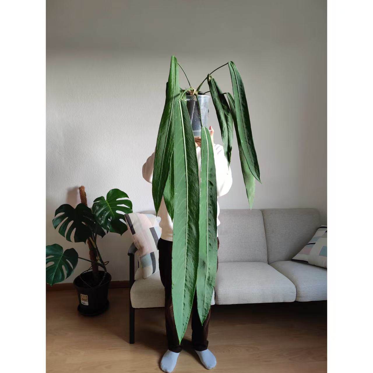 银脉丝绸领带花烛垂吊花烛