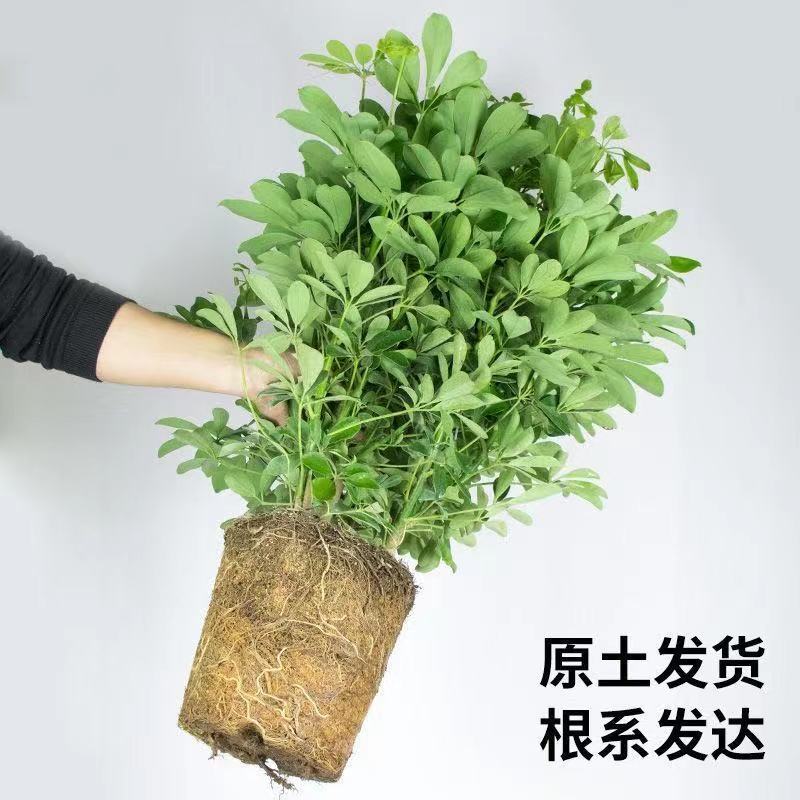 四季常青八方来财鸭脚木室内盆栽绿植七叶莲水培招财树大型盆景-封面