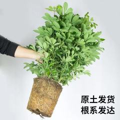 四季常青八方来财鸭脚木室内盆栽绿植七叶莲水培招财树大型盆景