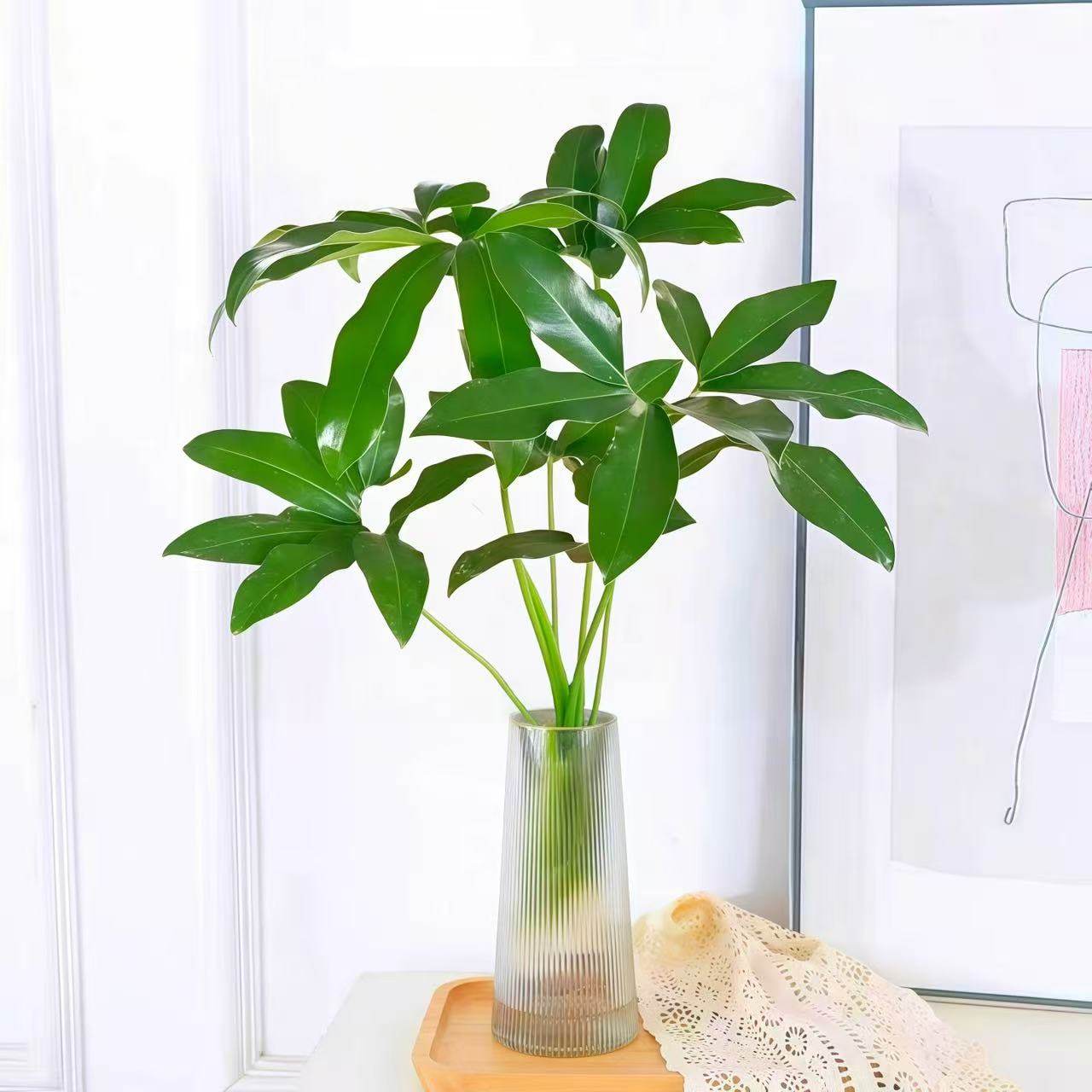 印第安羽毛水培植物室内好养