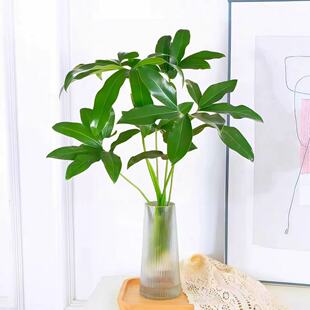 印第安羽毛水培植物室内好养五子登科绿植盆栽办公室桌面四季好养