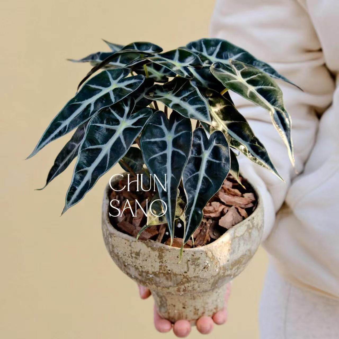 小仙女海芋绿植净化空气室内植物