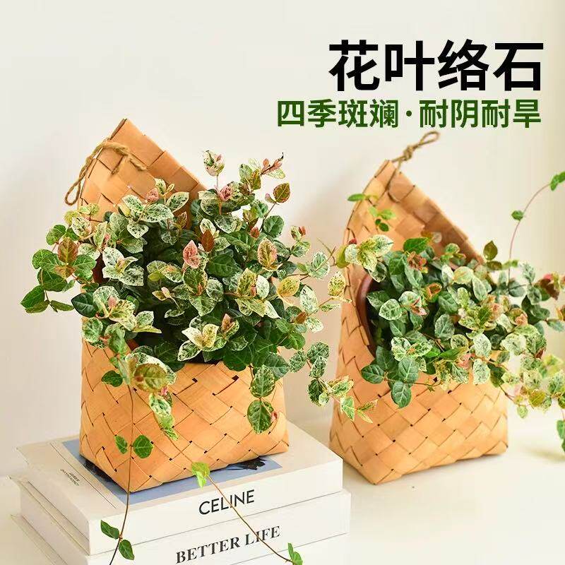 花叶络石盆栽彩叶爬藤垂吊花卉