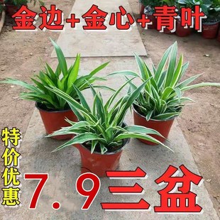 金边吊兰金心吊篮青叶盆栽办公室内绿植苗植物花卉净化空气