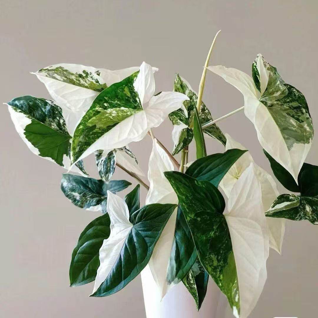 白锦合果芋三色北欧锦化带锦