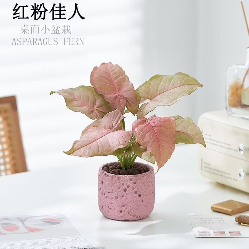 红粉佳人四季好养活绿植花卉
