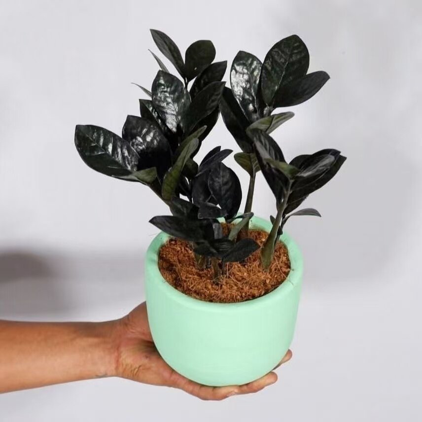 黑乌鸦金钱树黑天使黑钻石稀有品种暗黑叶片雪铁芋室内绿植物盆栽