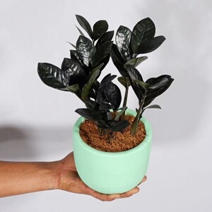 黑乌鸦金钱树室内绿植物盆栽