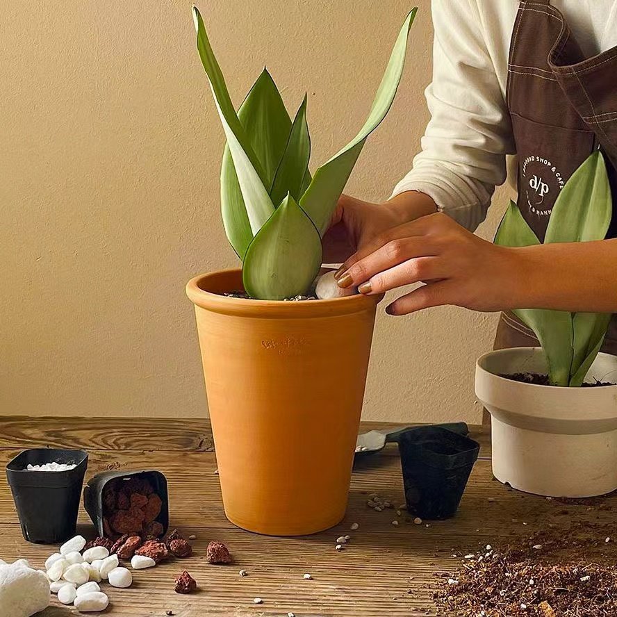 防辐射白玉虎皮兰吸甲醛客厅绿植