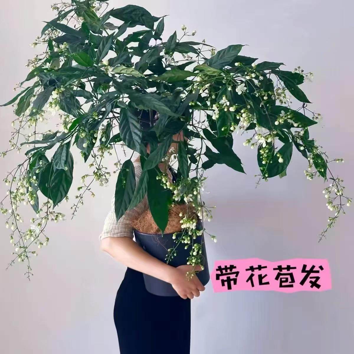 垂丝茉莉客厅花卉茉莉防辐射盆栽