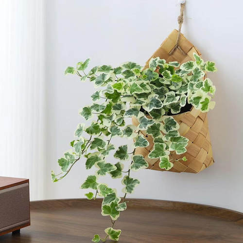 雪莹常春藤植物盆栽室内客厅好养