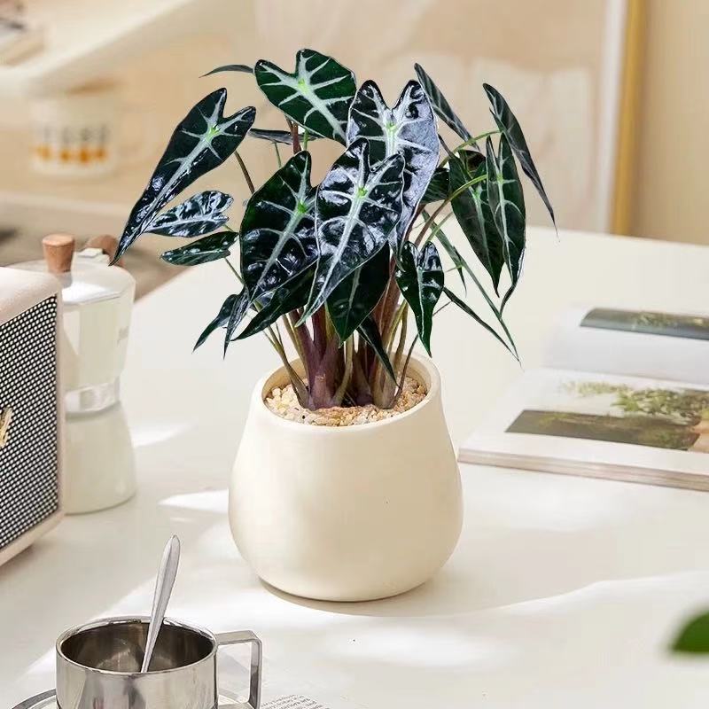 小仙女海芋苔藓球植物办公室内花