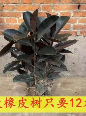 黑金刚橡皮树盆栽净室内绿色植物除甲醛防辐射办公桌盆栽四季绿植