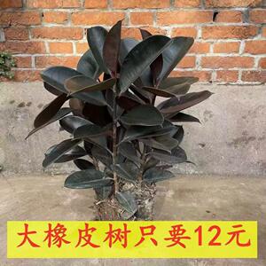 净化空气橡皮树防辐射除甲醛绿植