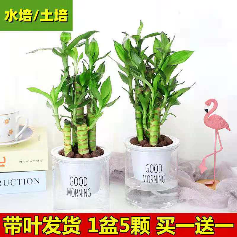 吸甲醛水培植物荷花竹室内