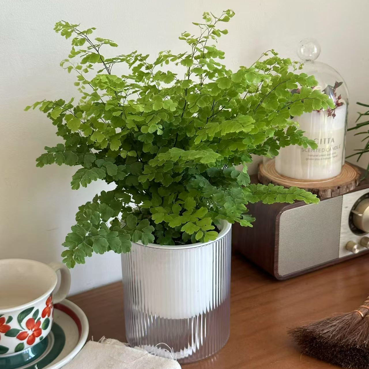 精品铁线蕨盆栽室内耐阴铁丝草办公桌阳台常绿观叶绿植防辐射易活