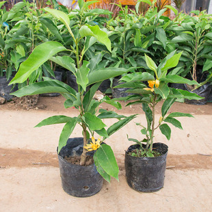 白兰花盆栽 嫁接黄角兰黄桷兰白玉兰黄玉兰花苗树苗庭院苗 包邮