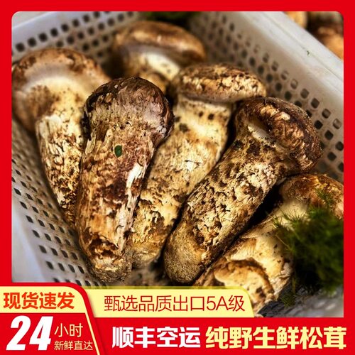 【现货】新鲜松茸纯野生未开伞