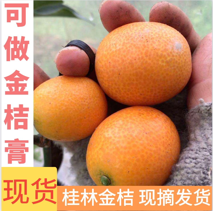 广西桂林特产新鲜水果油皮金桔酸甜现摘发货包邮