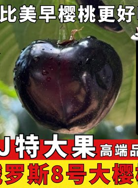 【顺丰空运】辽宁大连俄罗斯8号大樱桃比美早更好吃现摘现发新鲜