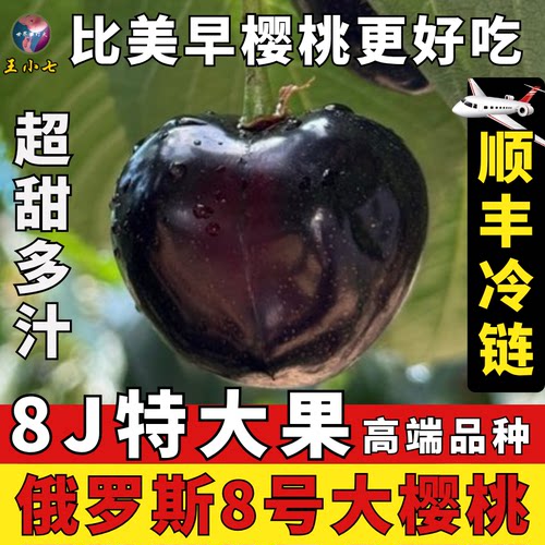 【顺丰空运】辽宁大连俄罗斯8号大樱桃比美早更好吃现摘现发新鲜